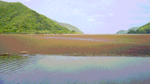 Hinahina-gif01